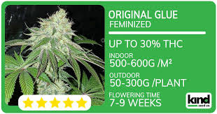 The Benefits and Cultivation of Blue Dream Autoflower The Benefits and Cultivation of Blue Dream Autoflower
