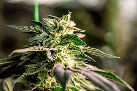 The Benefits and Cultivation of Blue Dream Autoflower The Benefits and Cultivation of Blue Dream Autoflower