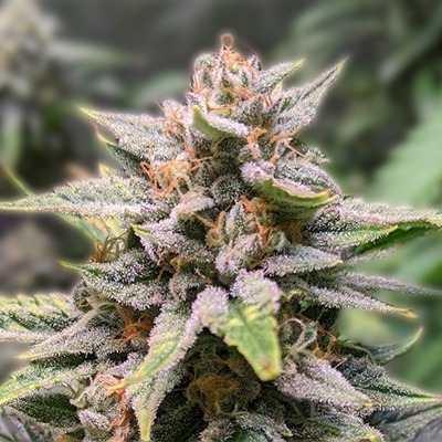 The Benefits and Cultivation of Blue Dream Autoflower The Benefits and Cultivation of Blue Dream Autoflower